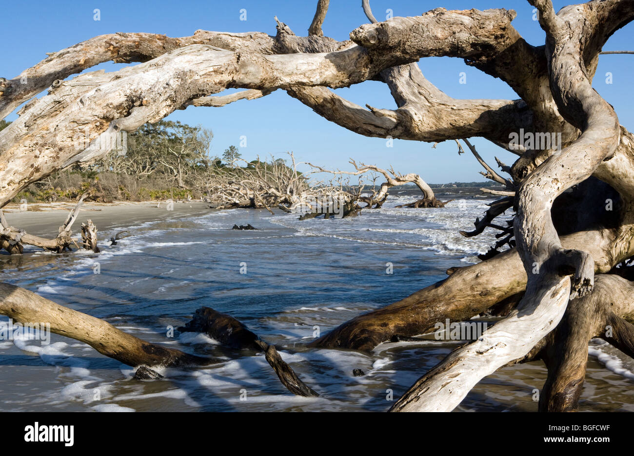 Driftwood Beach Jekyll Island, USA Stock Photo Alamy