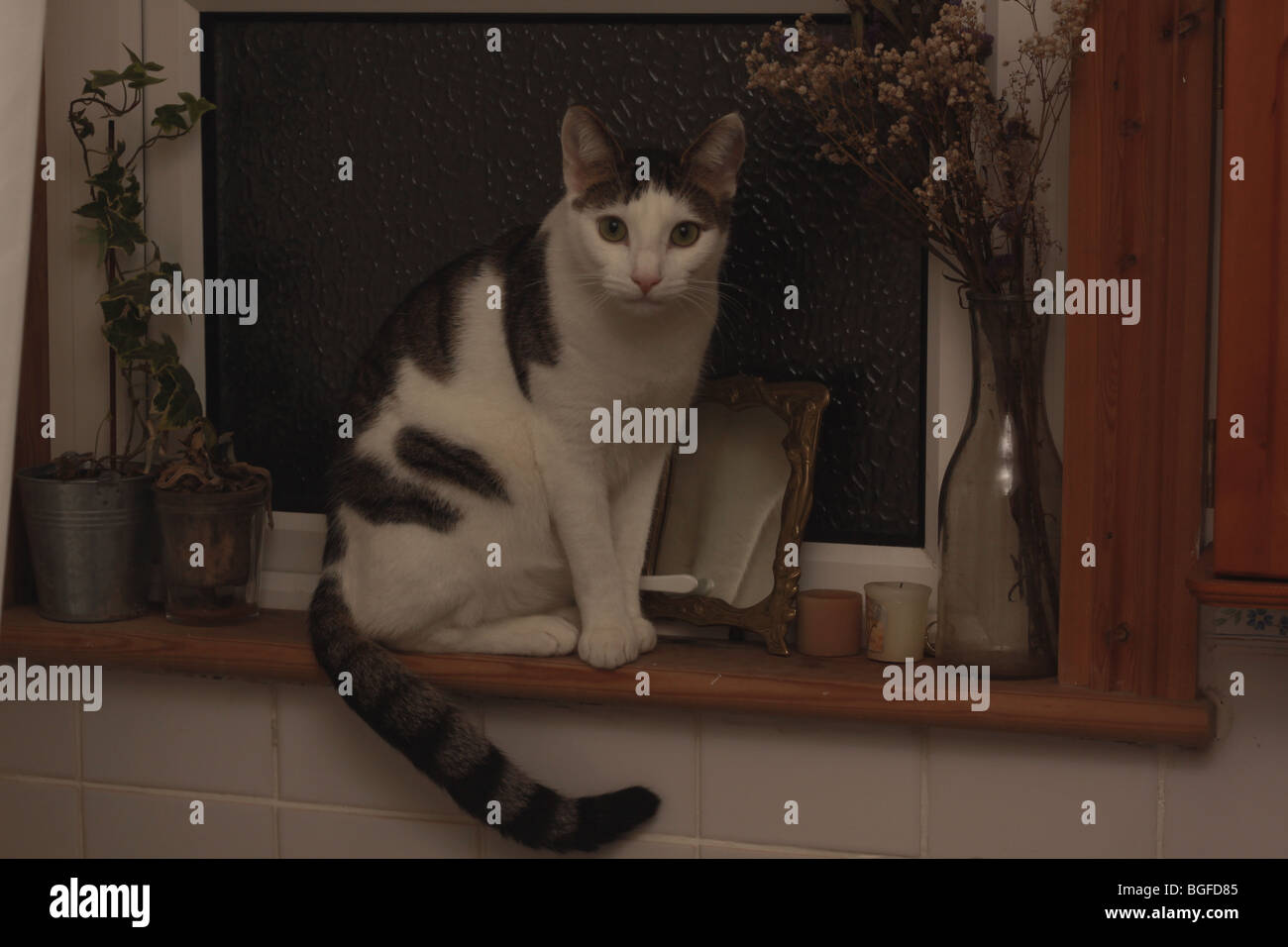 cat-pussy-felis-silvestis-catus-domesticus-animal-portrait-close-close