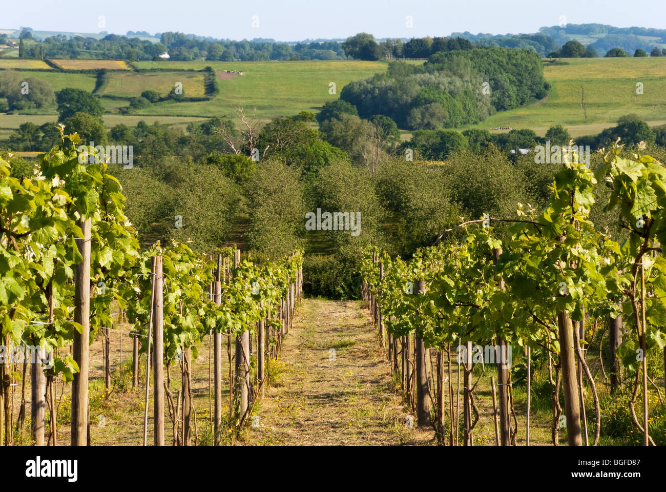 Grapevines in early summer in a Somerset vineyard.  Apple orchard in the distance Stock Photo