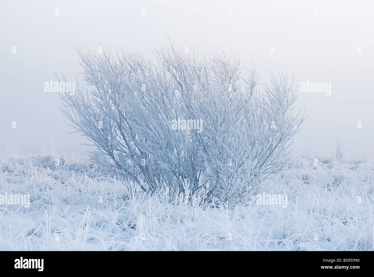 Lonely tree isolated by fog on a cold winter morning Stock Photo