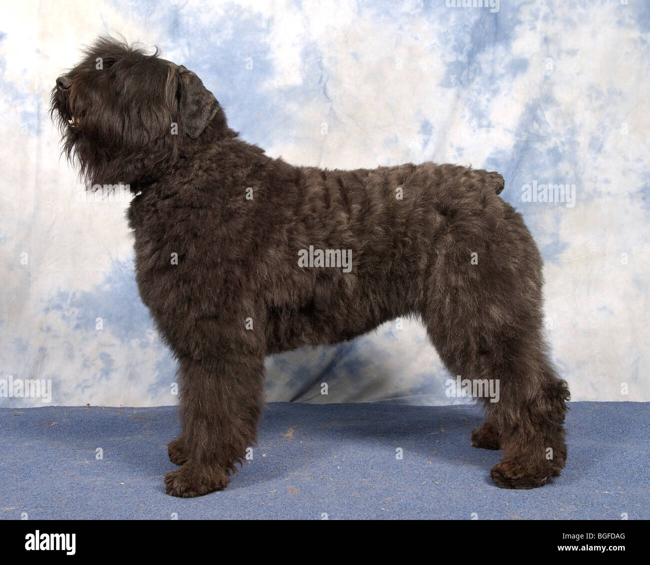 bouvier police dog