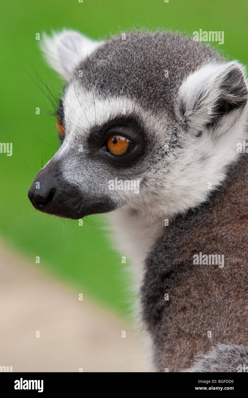 a Ring Tailed Lemur Stock Photo