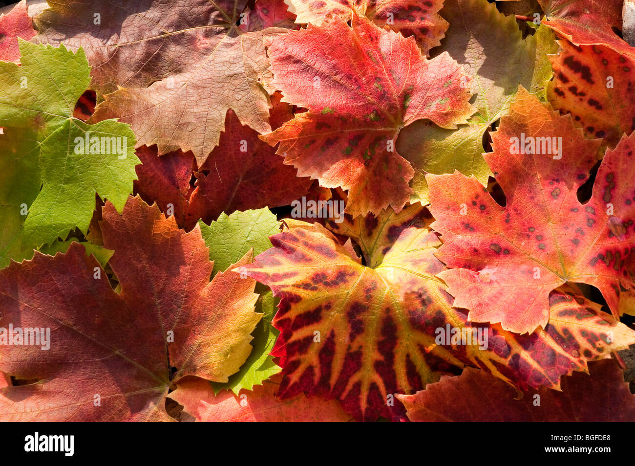 Autumn colour shown in vine leaves Stock Photo