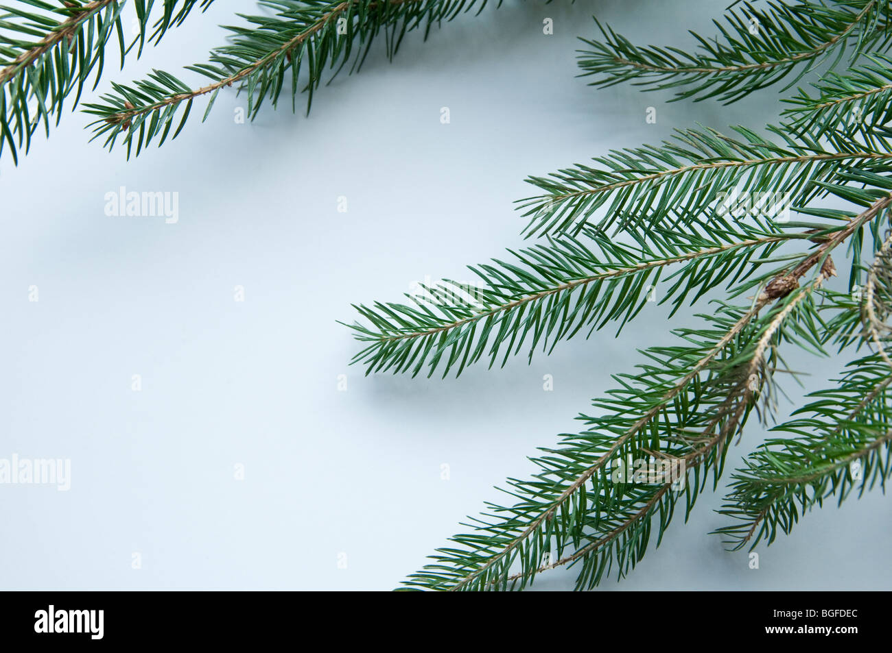 A branch of a Christmas Tree on a white background Stock Photo - Alamy