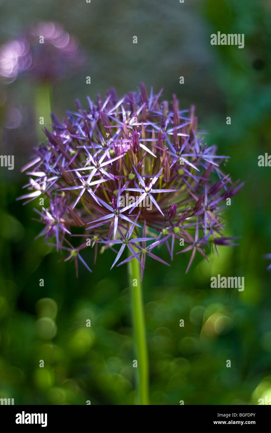 Giant blue alium flower head in June Stock Photo