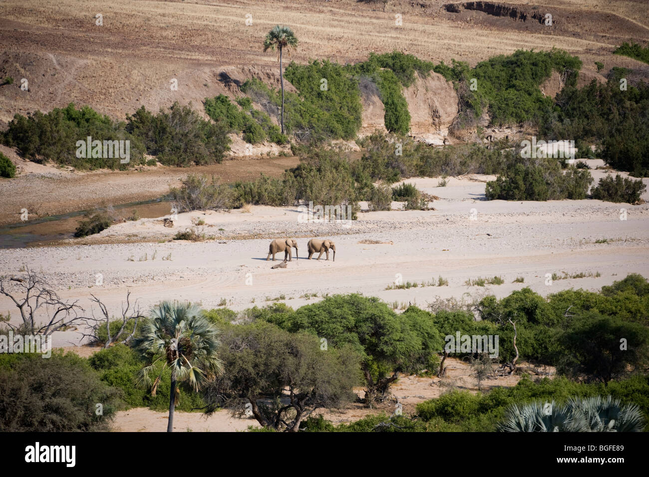 Desert adapted elephants in the Hourasib river bed, Namibia. Stock Photo