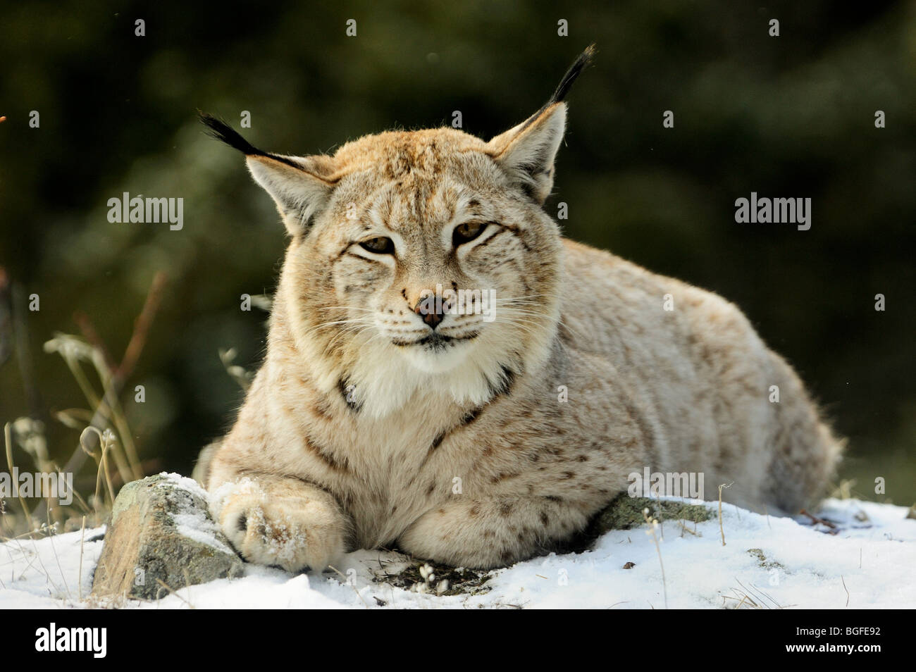 Siberian lynx (Lynx lynx wrangeli)- captive in winter habitat, Bozeman, Montana, USA Stock Photo