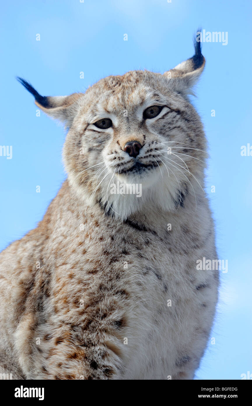 Siberian lynx (Lynx lynx wrangeli)- captive in winter habitat, Bozeman, Montana, USA Stock Photo