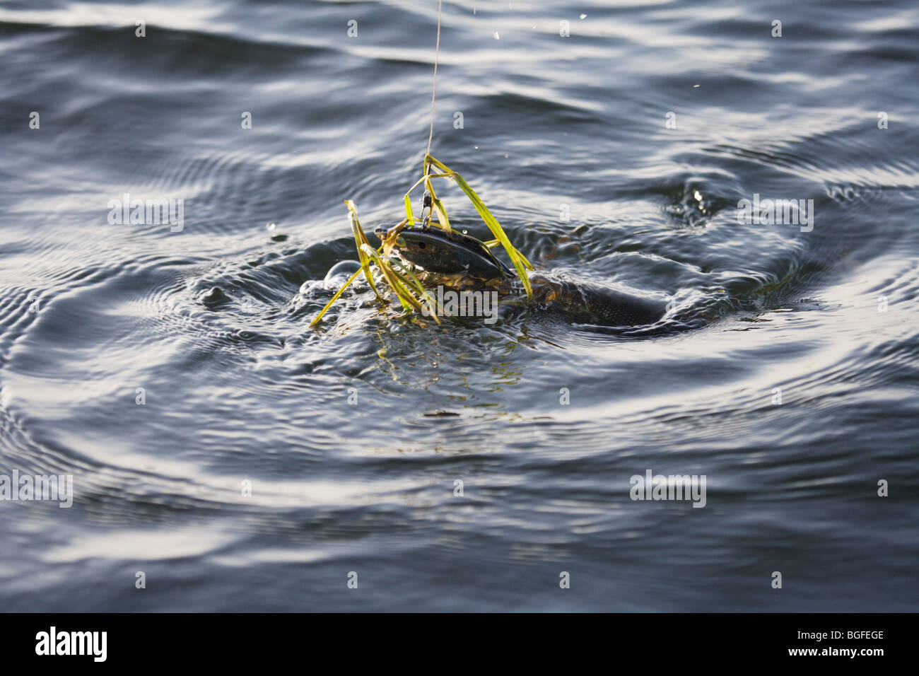 Northern Pike fish with grass and a fishing lure in mouth being landed in the water Stock Photo