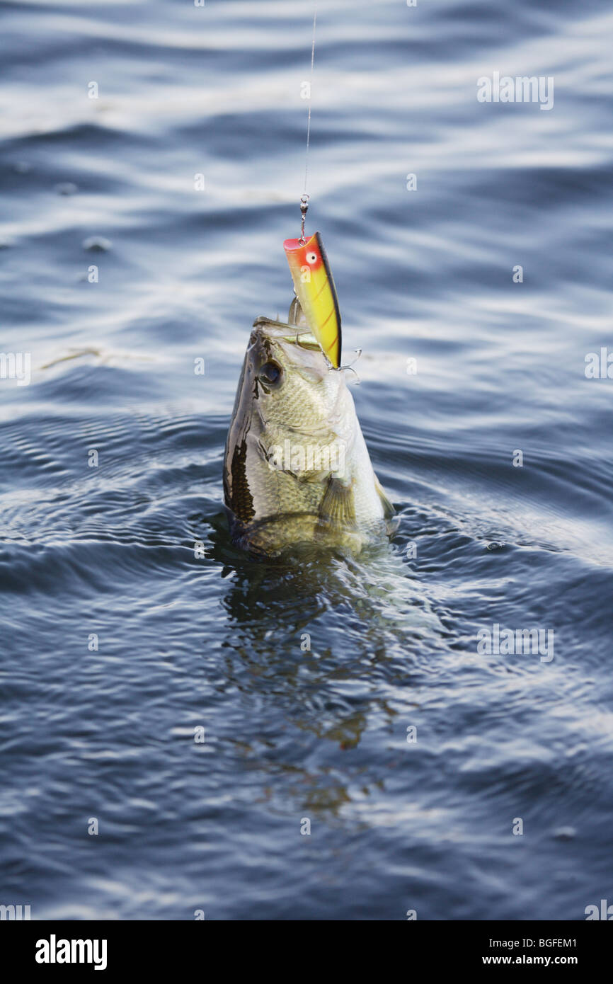 Large mouth bass with Heddon Chugger Spook lure in mouth being landed in water Stock Photo