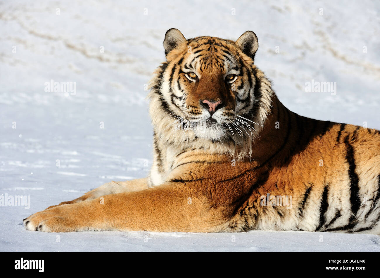 Siberian tiger (Panthera tigris altaica)- captive in winter habitat, Bozeman, Montana, USA Stock Photo