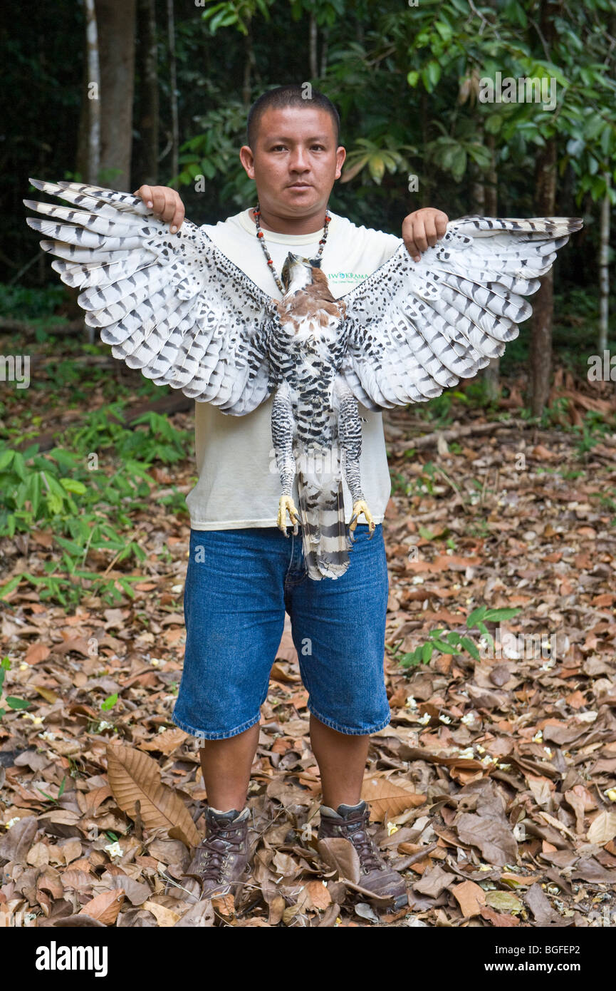 Egbert Frederic nature guide Iwokrama Rainforest with Ornate Hawk-eagle (Spizaetus ornatus) road casualty  Guiana Shield Guyana Stock Photo