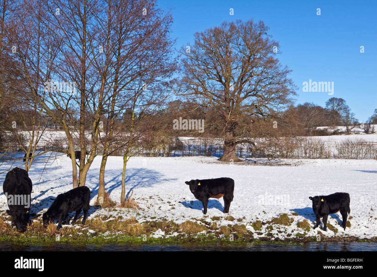 Aberdeen Angus Cattle in field of snow Hertfordshire England UK Stock Photo