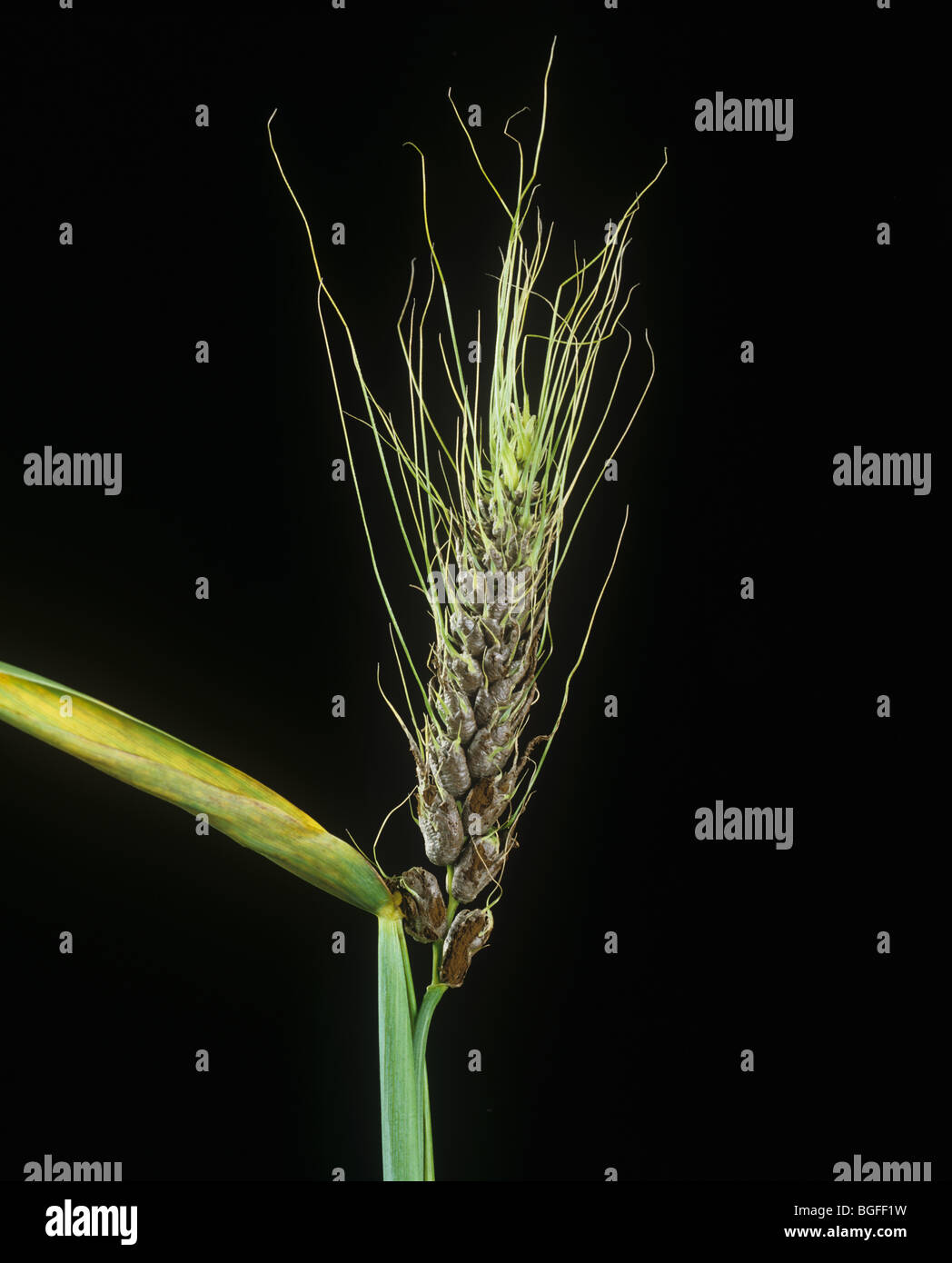 Covered smut (Ustilago segetum) smutted ear of barley Stock Photo