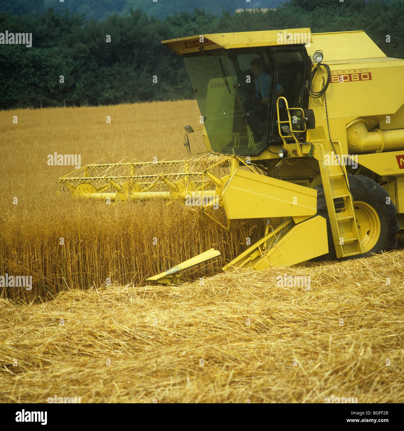 New Holland combine harvesting gold oats crop in summer, Hampshire Stock Photo