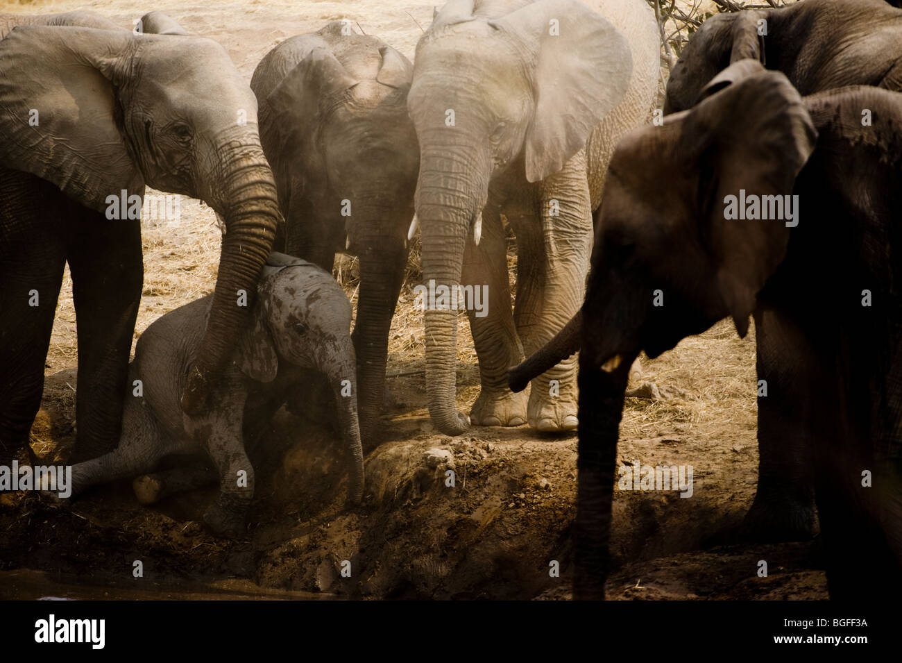 Desert adapted elephants coming to help and protect a young calf at a waterhole, Hobatere, Damaraland, Namibia Stock Photo