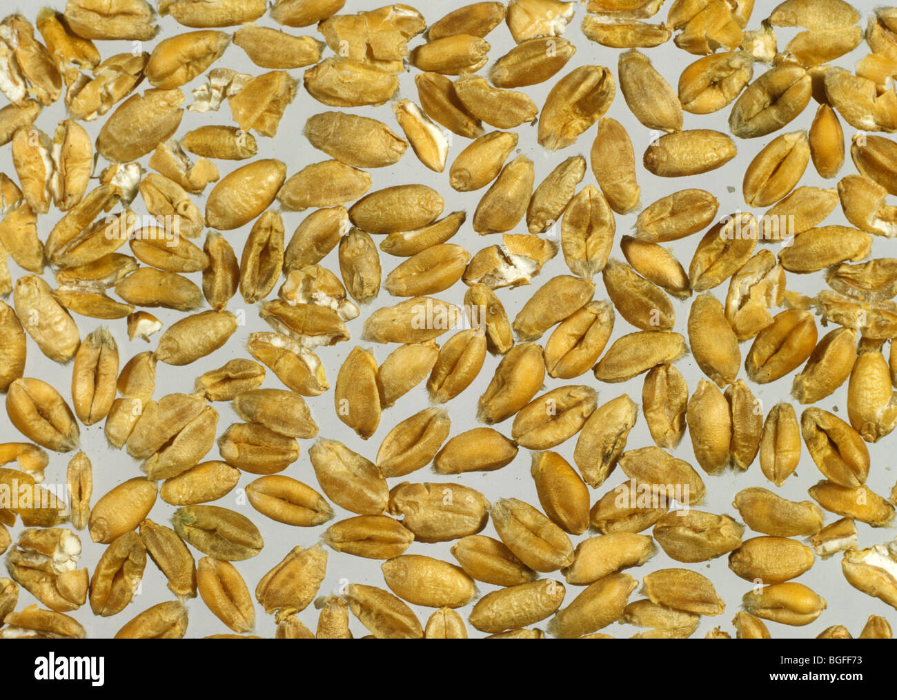 Broken grains in a harvested wheat sample for analysis Stock Photo