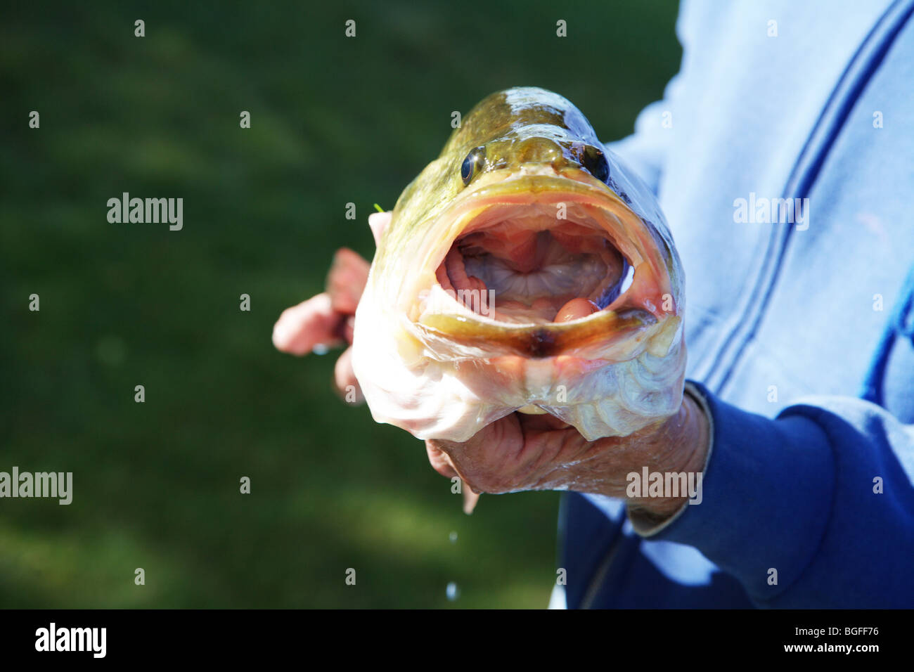 Large Mouth Bass Fishing Lure Stock Photo - Image of trophy, freshwater:  27651190