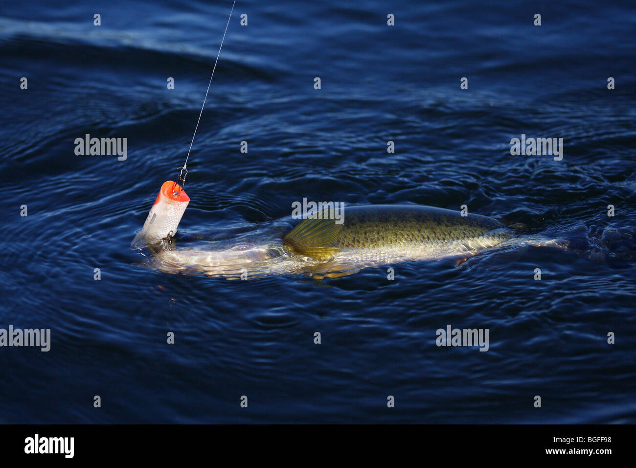 Large mouth bass with Heddon Chugger Spook lure in mouth being landed in  water Stock Photo - Alamy