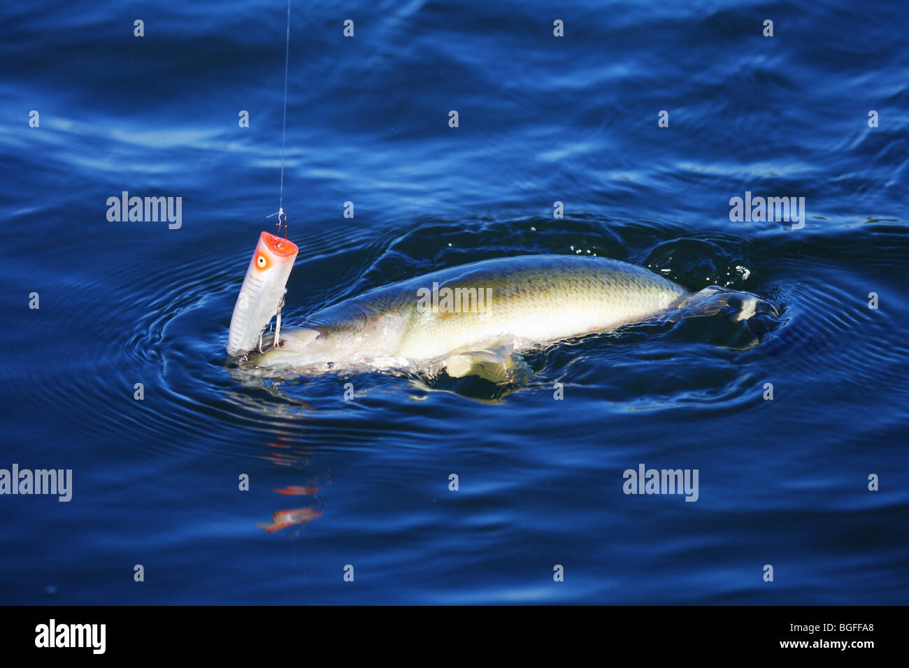 Large mouth bass with Heddon Chugger Spook lure in mouth being landed in water Stock Photo
