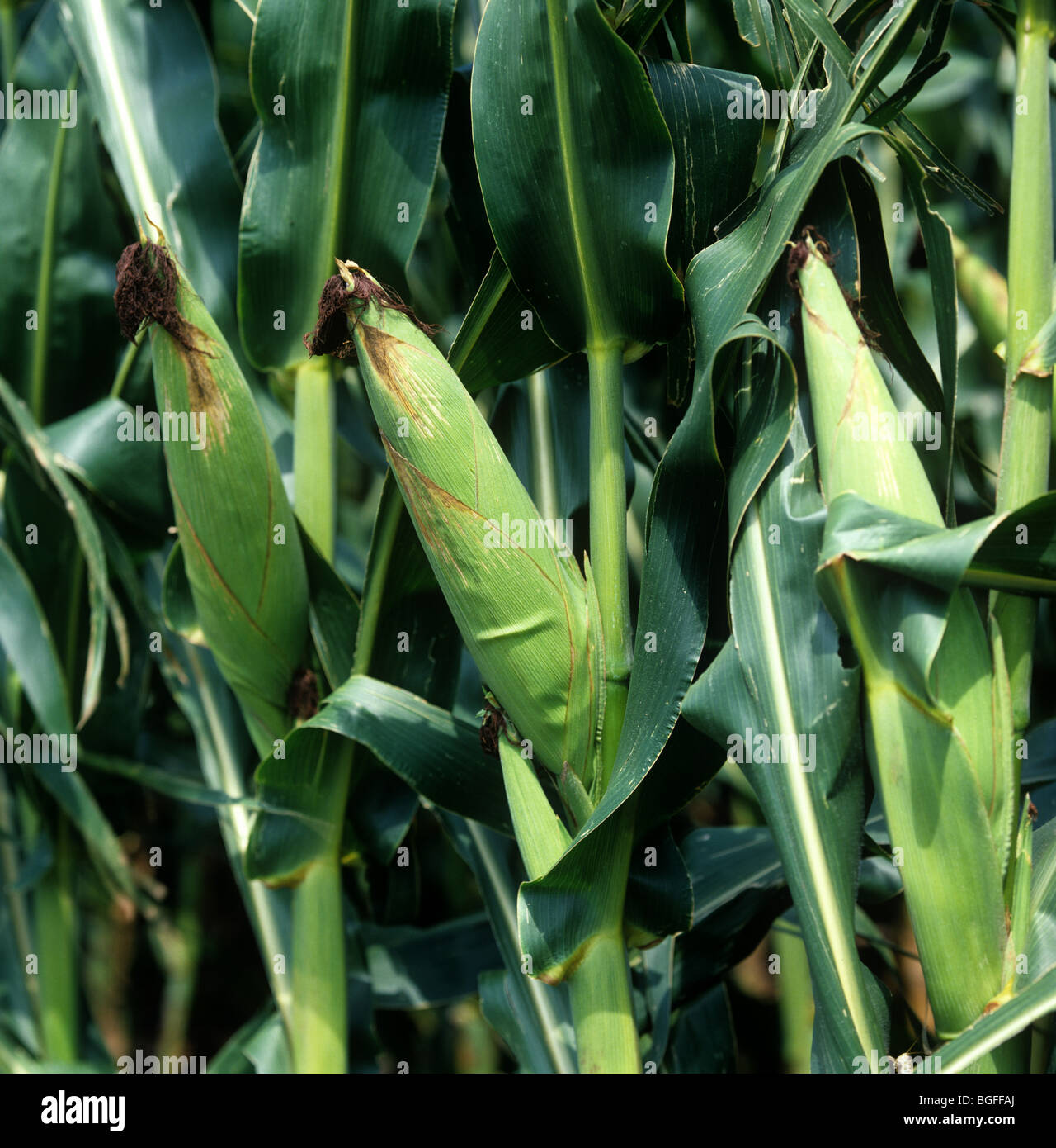 Mature maize or corn cob on the plant, Illinois, USA Stock Photo