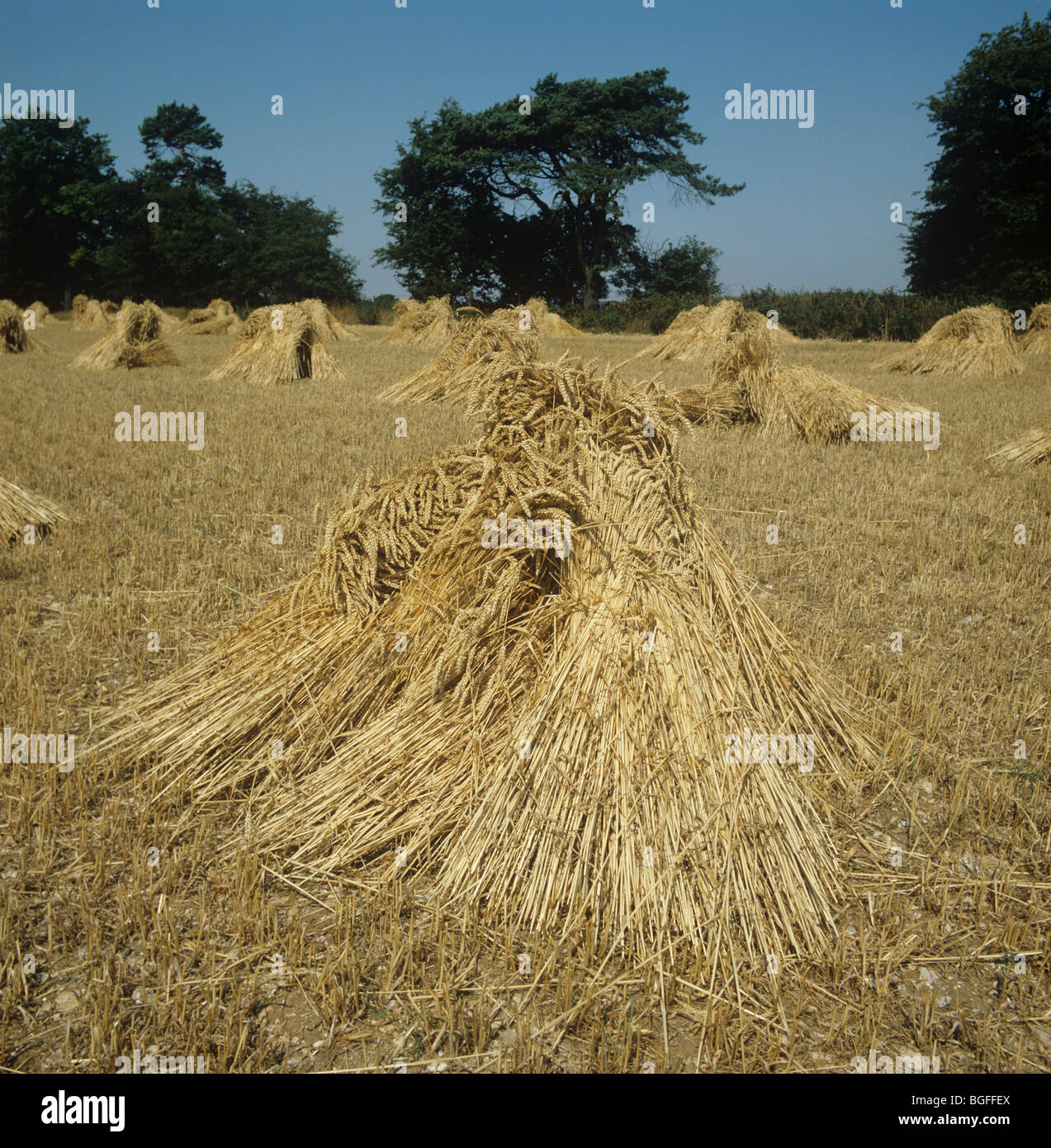 Long strawed thatching wheat stooks or sheaves after harvest, Hampshire