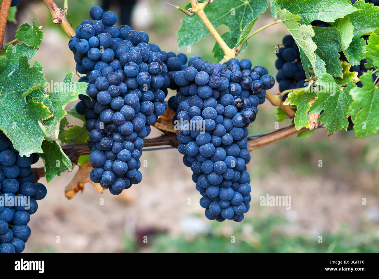 Pinot Noir Grapes Growing in a Swiss Vineyard Stock Photo