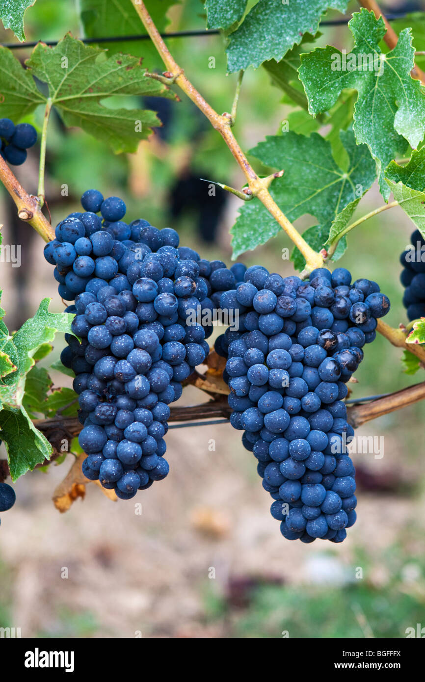 Pinot Noir Grapes Growing in a Swiss Vineyard Stock Photo - Alamy, image size:866x1390