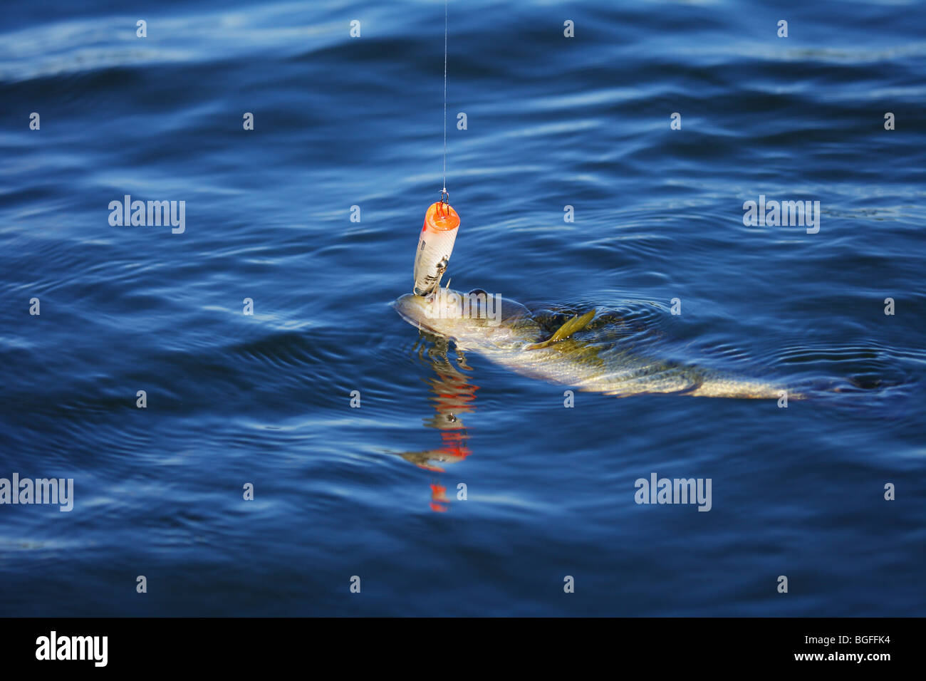 Large mouth bass chugger spook hi-res stock photography and images - Alamy