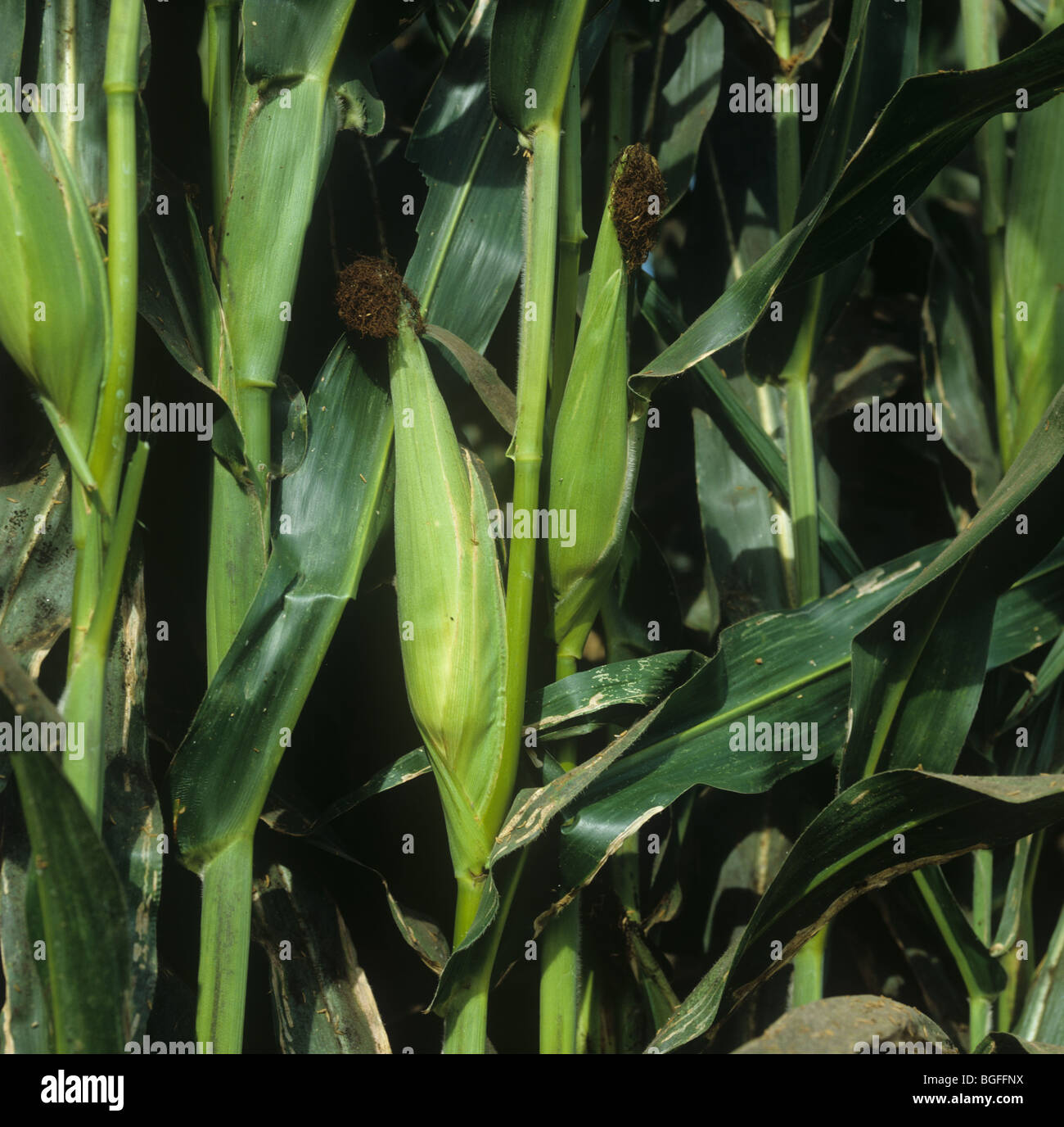 Mature maize or corn cob on the plant, California, USA Stock Photo