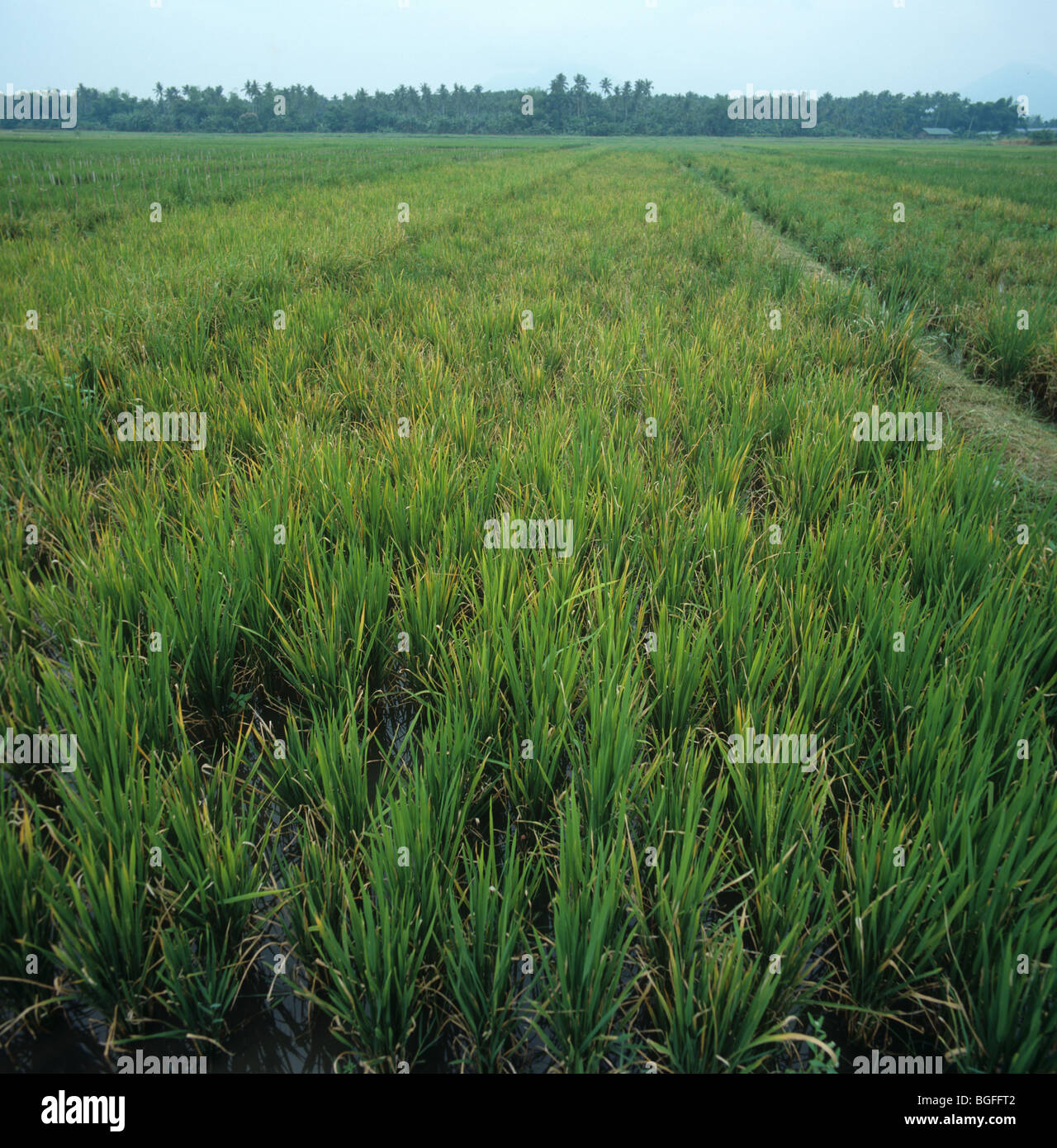 Tungro virus on rice crop plot, Philippines Stock Photo