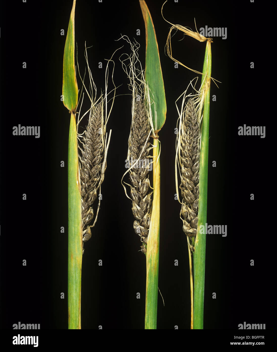 Covered smut (Ustilago segetum) smutted ears of barley Stock Photo
