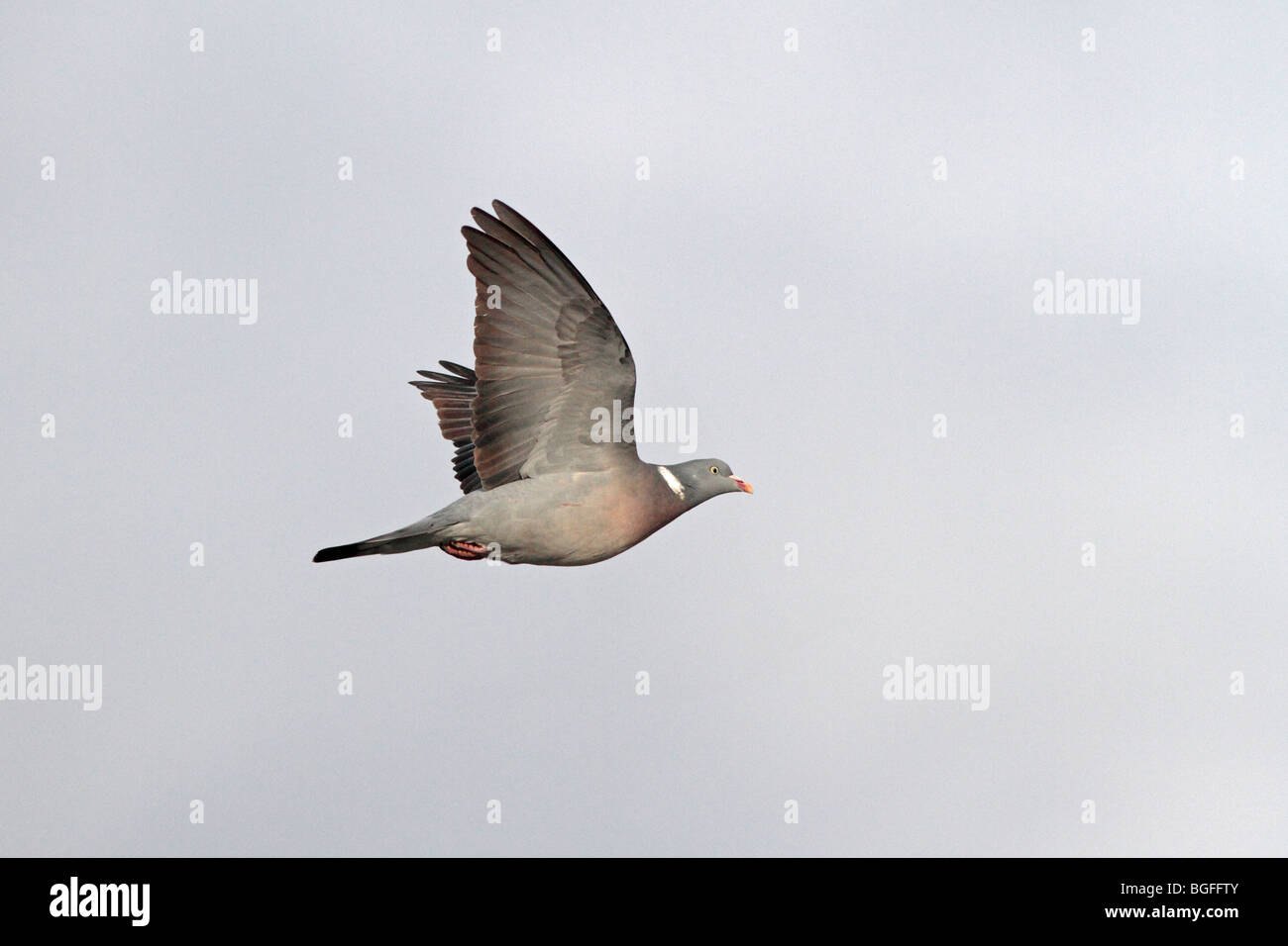 Common Woodpigeon flying Stock Photo