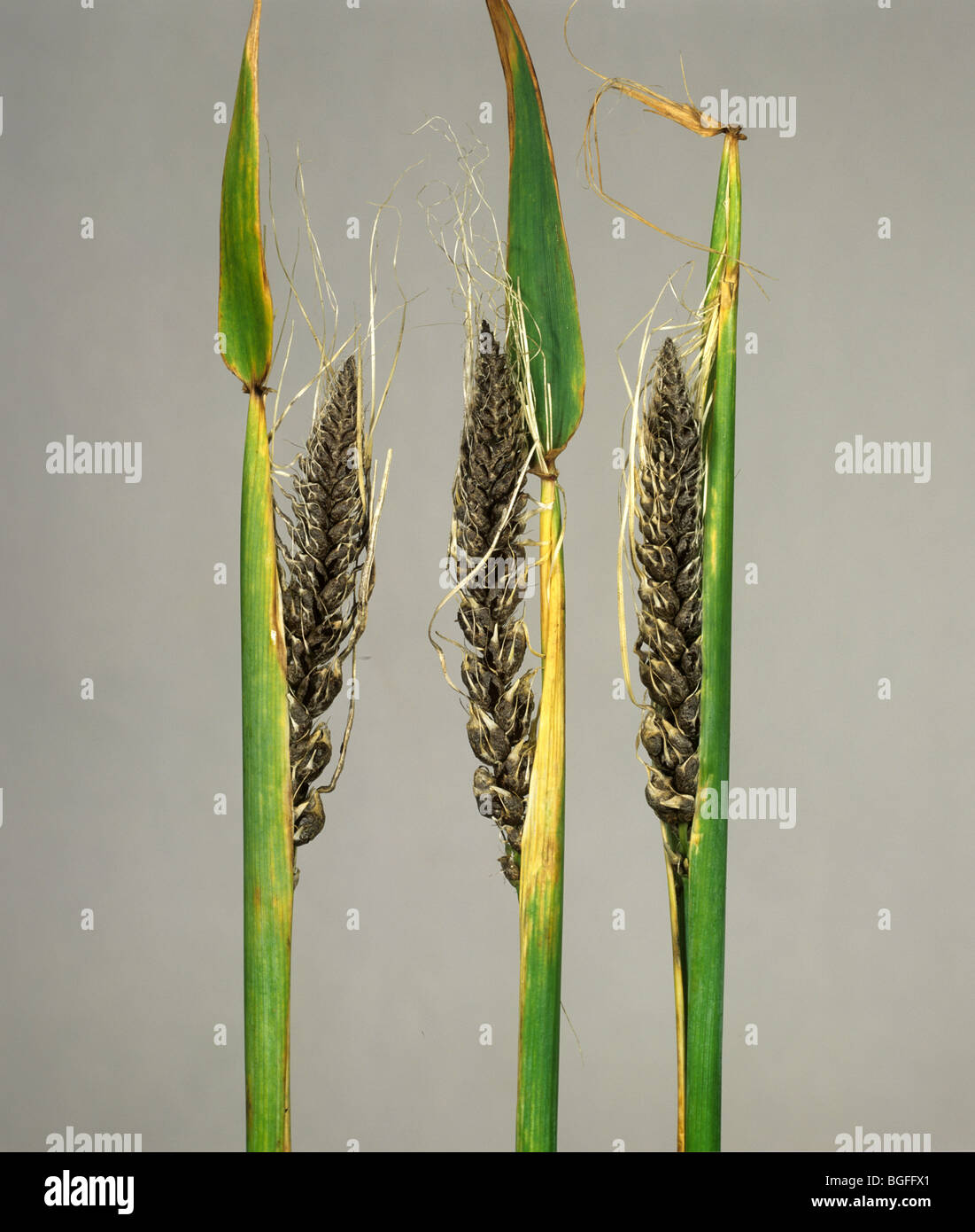 Covered smut (Ustilago segetum) smutted ears of barley Stock Photo