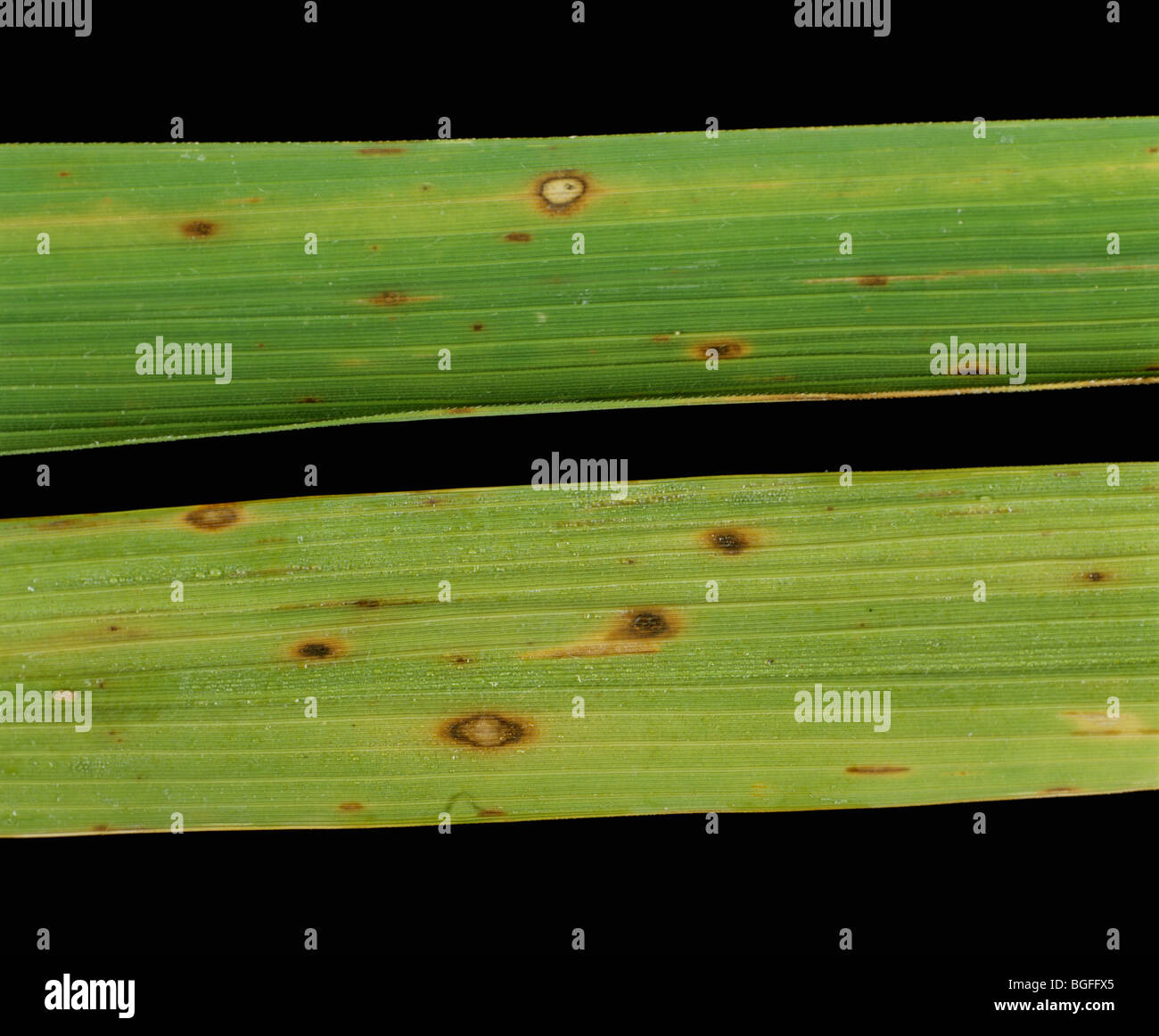 Brown spot (Cochliobolus miyabeanus) leaf spots on rice leaves Stock Photo
