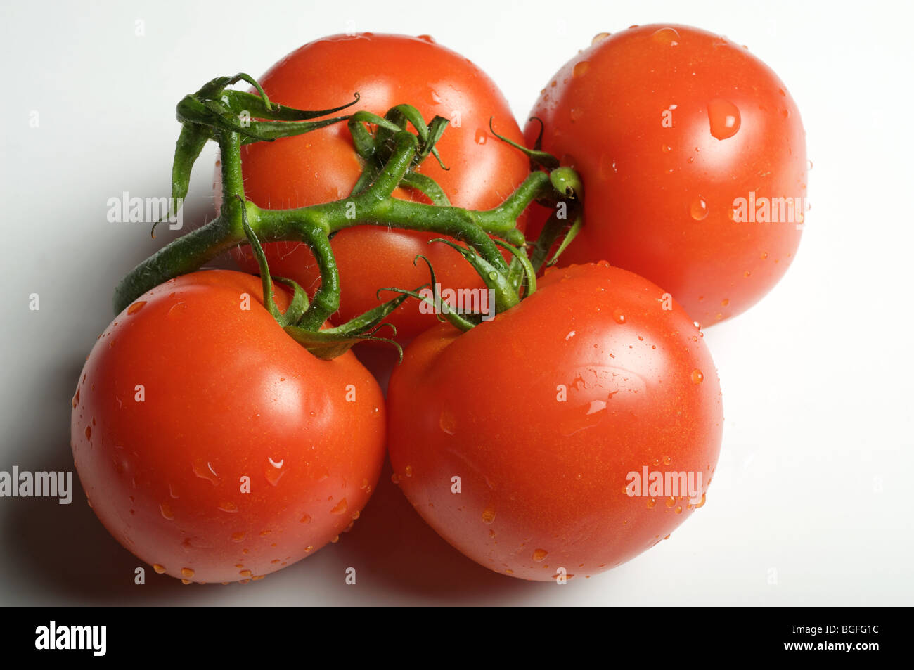 British grown vine tomatoes Stock Photo Alamy