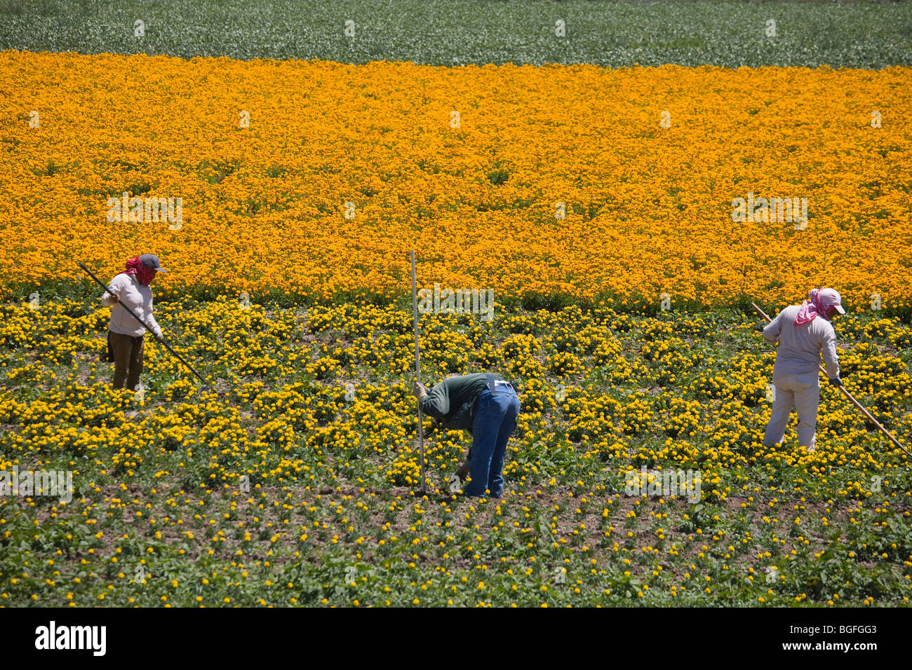 Flower Farm, Lompoc, Santa Barbara County, Central California, USA Stock Photo