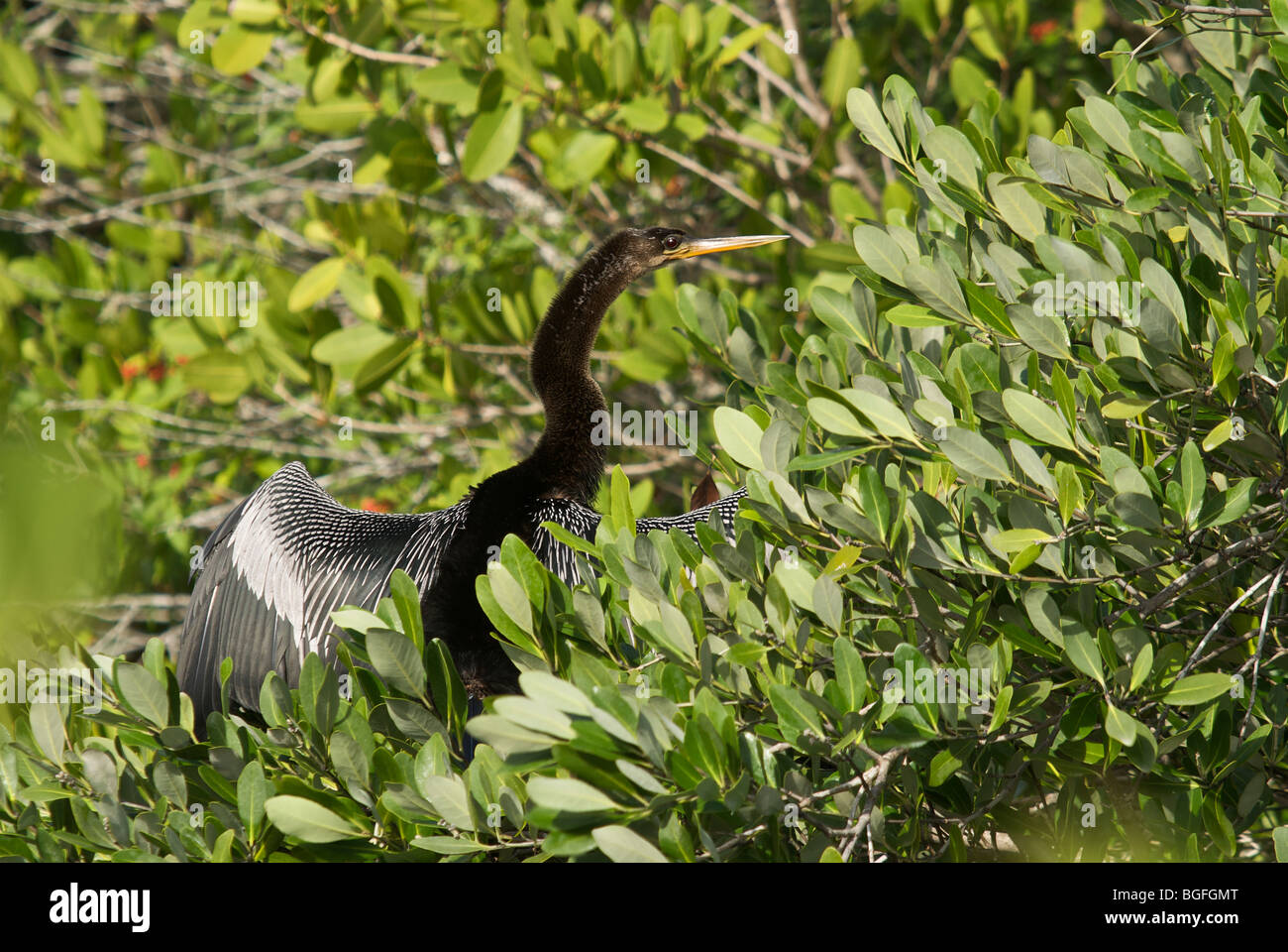 Merritt Island anhinga sunning itself in Florida foliage Stock Photo