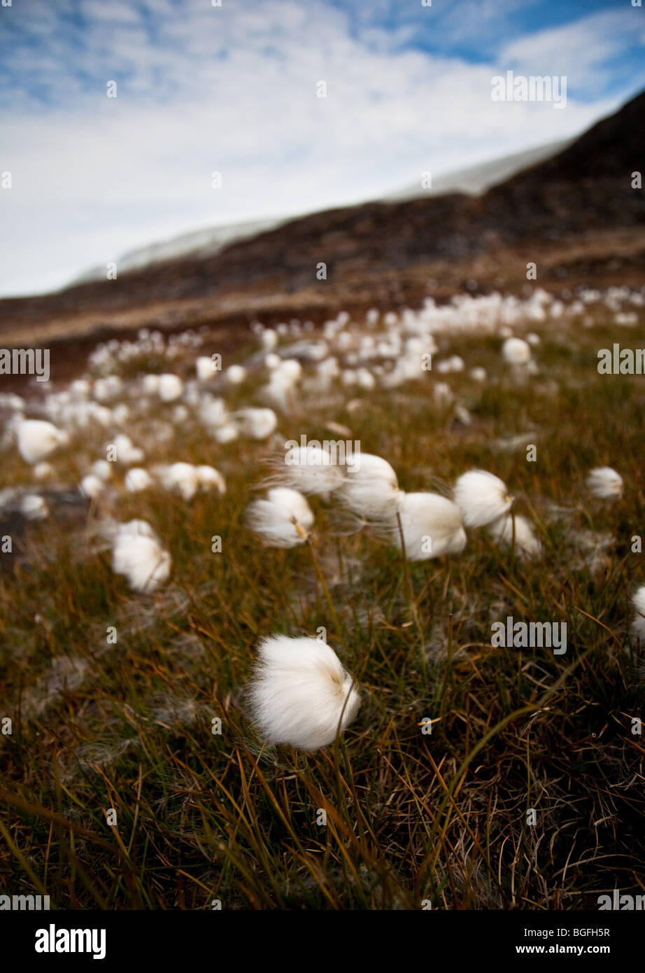 Eriophorum scheuchzeri, Arctic Cotton Grass, flowers near Humboldt Glacier in Kane Basin, West Greenland Stock Photo