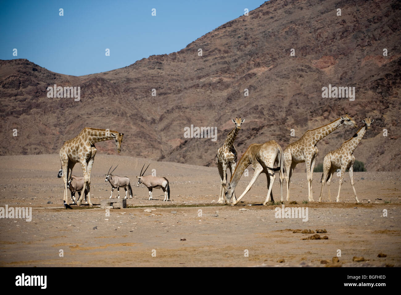 Desert adapted giraffe hi-res stock photography and images - Alamy