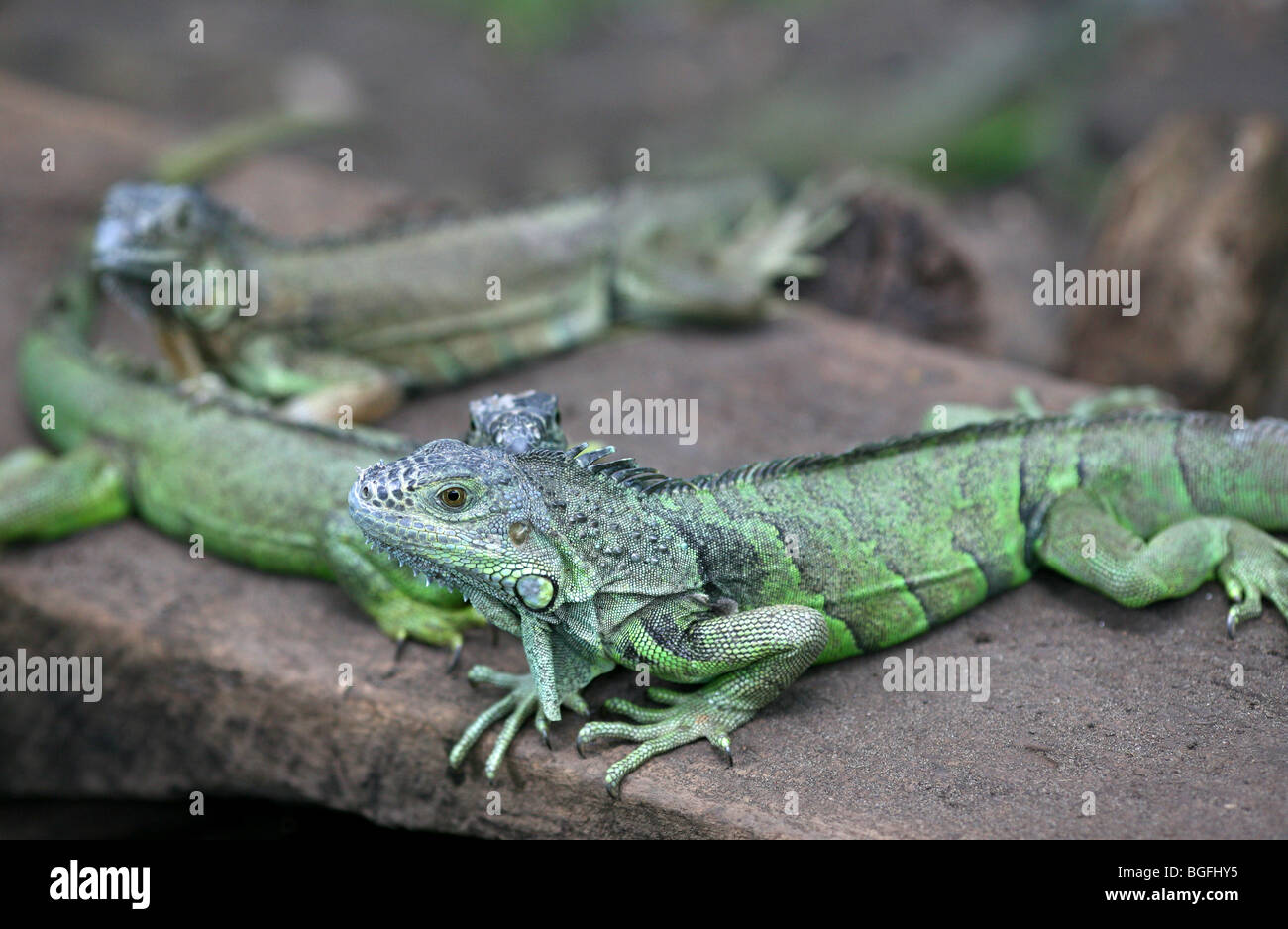 Inquisitive Green Iguanas (Iguana Iguana). Monterrico, Escuintla, Guatemala, Central America Stock Photo