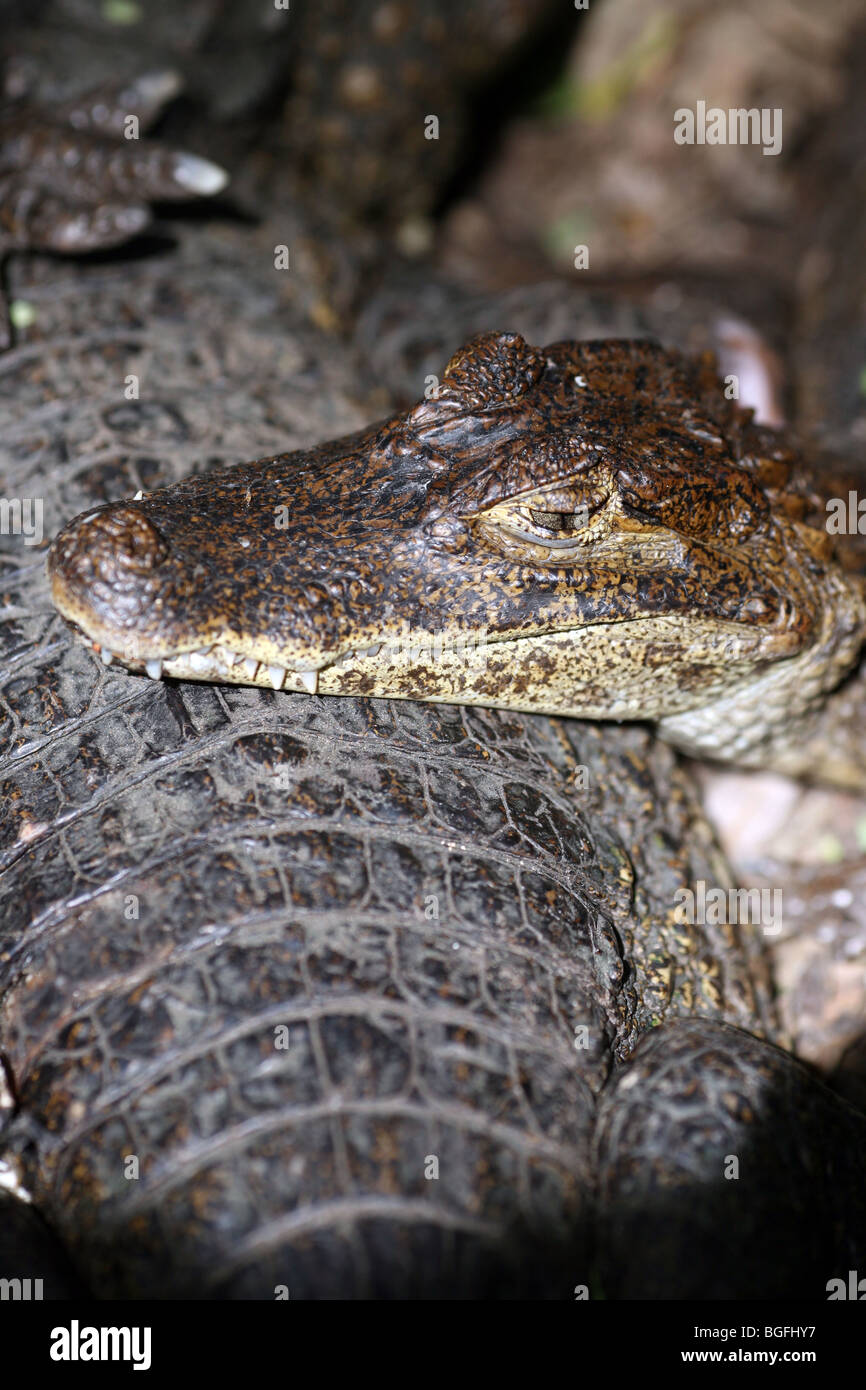 A juvenile Caiman (Caiman Crocodylus Fuscus) rests its head on the body of another Caiman Stock Photo