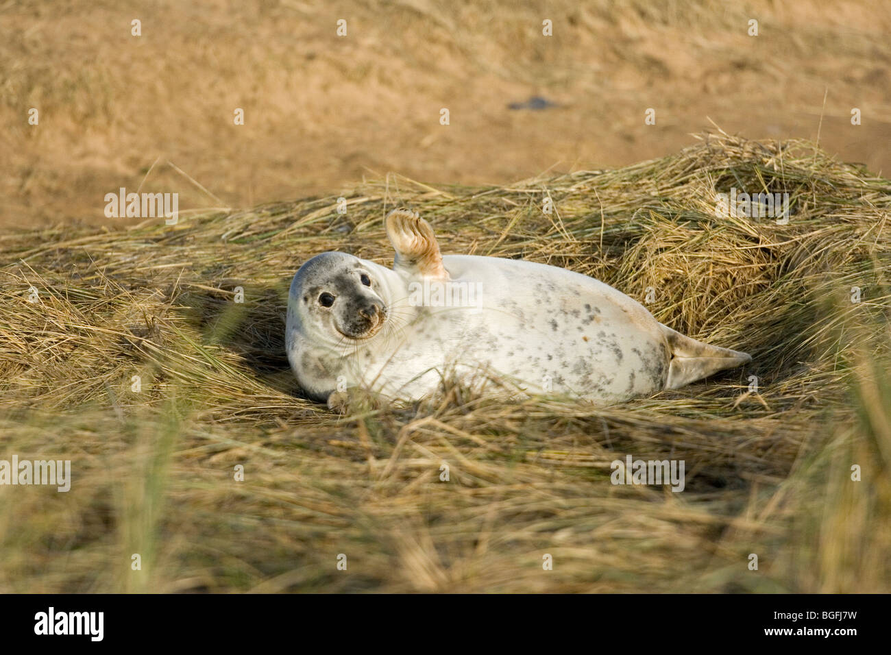 A Grey Seal Pup at Donna Nook breeding ground, on the Lincolnshire Coast, UK Stock Photo