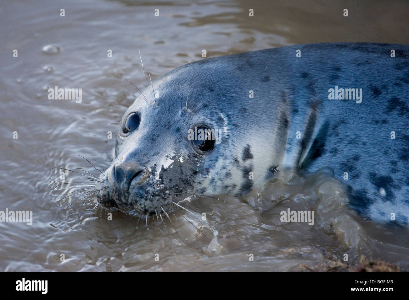A Grey Seal Pup at Donna Nook breeding ground, on the Lincolnshire Coast, UK Stock Photo