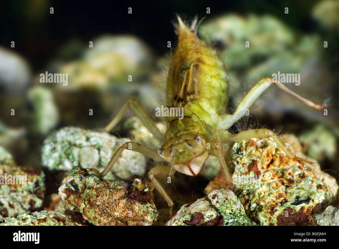 Blacktailed skimmer dragonfly (Orthetrum cancellatum) larva / nymph