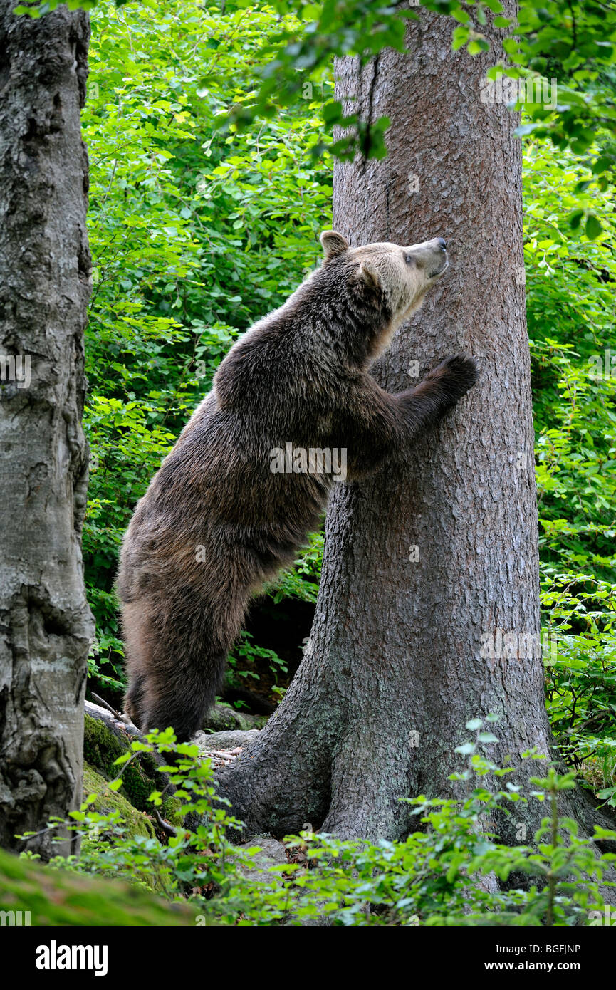 European brown bear (Ursus arctos) sharpening its claws against tree trunk in forest Stock Photo