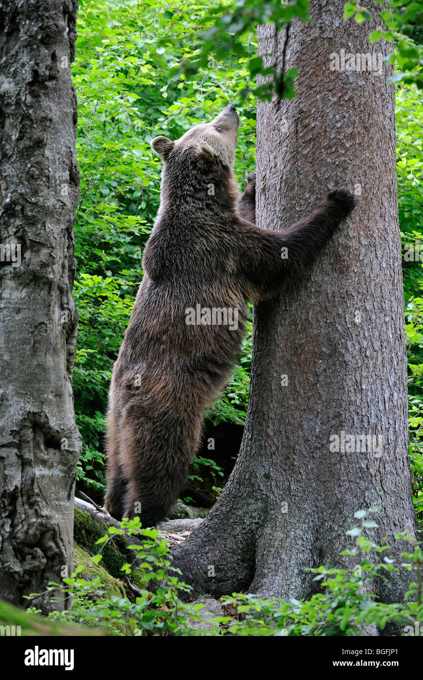 European brown bear (Ursus arctos) sharpening claws against tree trunk in forest Stock Photo