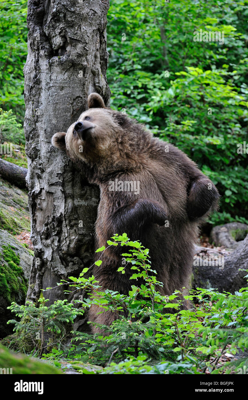 Bear back rub hires stock photography and images Alamy