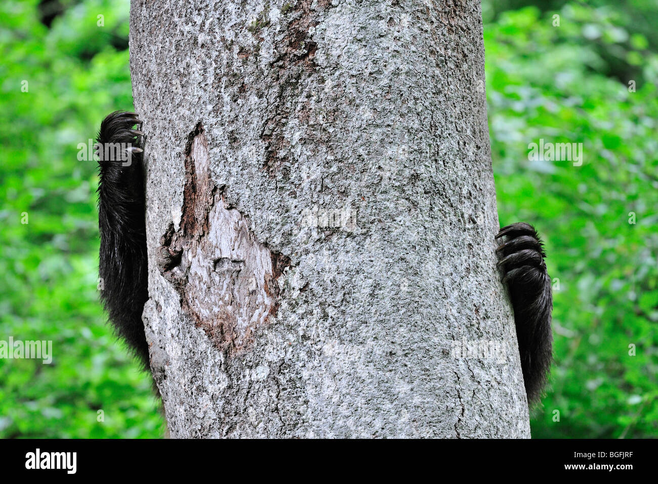 Close-up of claws of European brown bear (Ursus arctos) climbing tree in forest Stock Photo