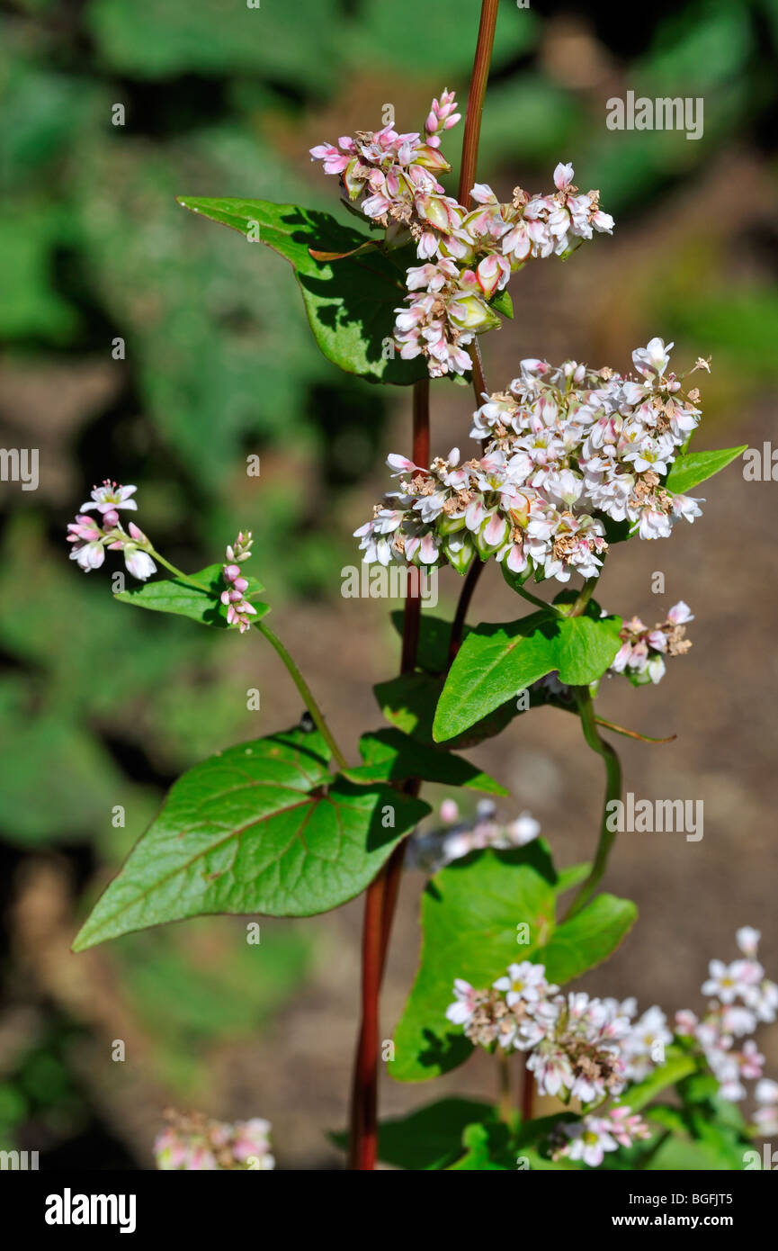 Buckwheat (Fagopyrum esculentum) in flower, native to China Stock Photo